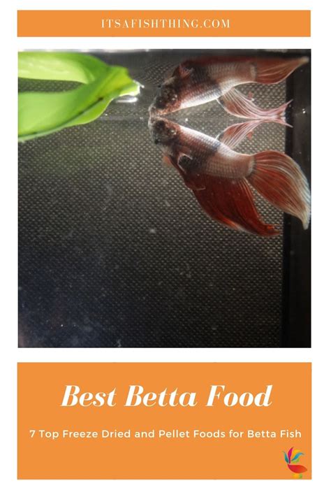 top quality betta fish|5 Best Betta Fish Food: The Ultimate Guide to a .